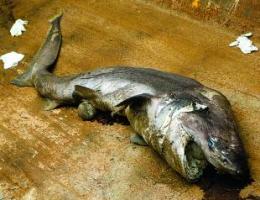 Taur� de 2,2 metres trobat mort a la platja de Gav� Mar (fotografia: diari AVUI) (19 de Juny de 2009)